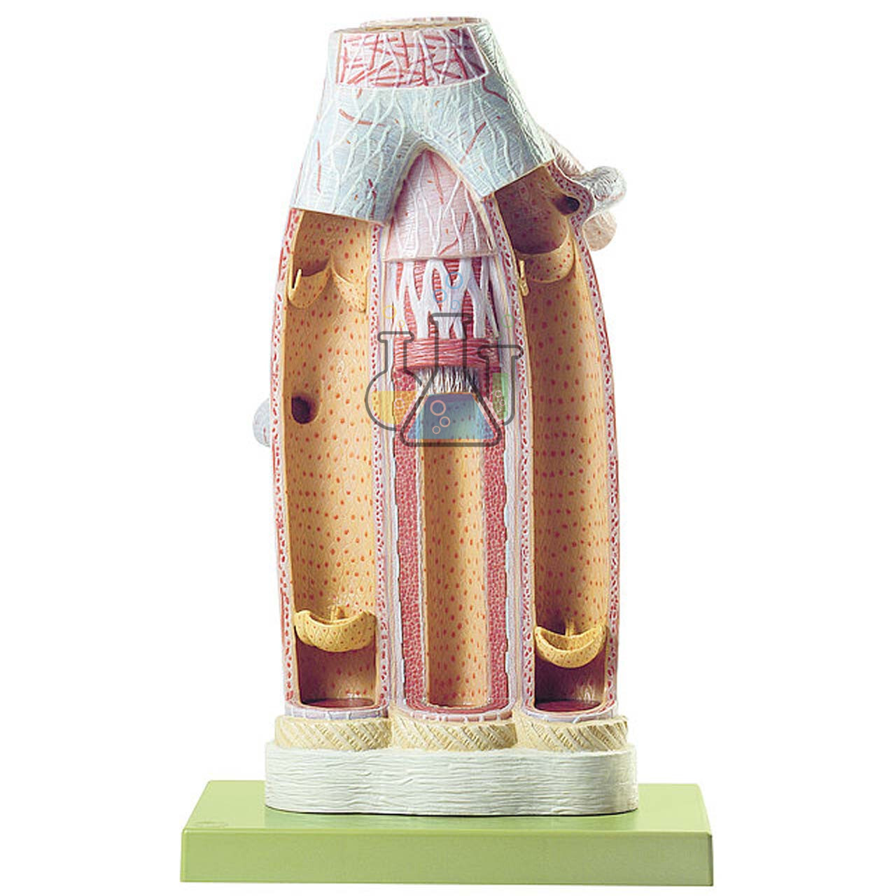Artery & Vein Model